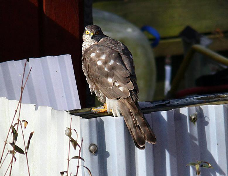 IMG_4870_bentn_dk.jpg - Lundtofte 27 februar 2013