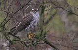 IMG_0040_bentn_dk