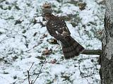 IMG_4087_bentn_dk