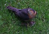 IMG_4118_bentn_dk