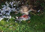 IMG_4887_bentn_dk