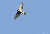 IMG_6215_bentn_dk
