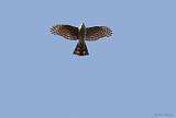 IMG_6229_bentn_dk