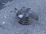 IMG_8064_bentn_dk