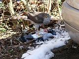 IMG_8165_bentn_dk