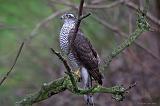 IMG_9242_bentn_dk
