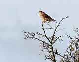 IMG_0252_bentn_dk