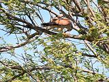 IMG_5530_bentn_dk