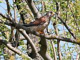 IMG_5546_bentn_dk