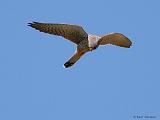 IMG_5680_bentn_dk