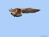 IMG_5713_bentn_dk