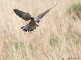 IMG_5734_bentn_dk