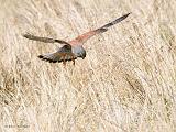 IMG_5735_bentn_dk
