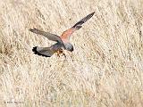 IMG_5736_bentn_dk
