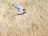 IMG_5742_bentn_dk