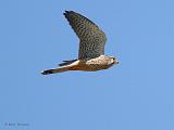 IMG_5754_bentn_dk
