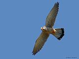 IMG_5762_bentn_dk