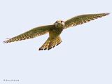 IMG_6692_bentn_dk