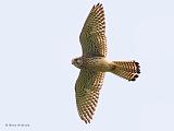 IMG_6702_bentn_dk