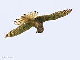 IMG_6711_bentn_dk