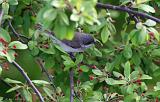 IMG_3084_bentn_dk