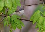 IMG_4230_bentn_dk
