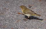 IMG_4923_bentn_dk