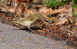 IMG_4928_bentn_dk