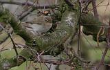 IMG_7643_bentn_dk