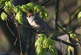 IMG_3003_bentn_dk