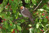 IMG_8511_bentn_dk