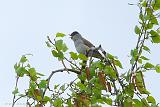 P1360148_bentn
