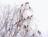 P1190628_bentn_dk