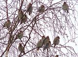 P1190660_bentn_dk