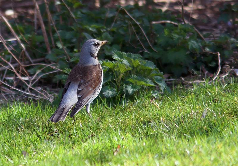 IMG_2577_bentn_dk.jpg - Lundtofte 7 april 2012