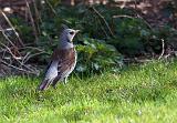 IMG_2577_bentn_dk