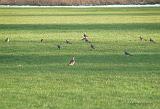 P3222176_bentn_dk