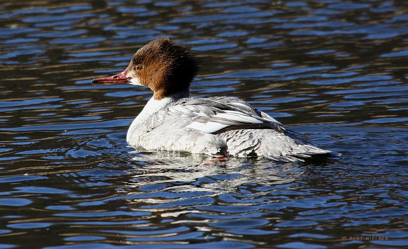 IMG_0802_bentn_dk.jpg - Nymølle 14 Marts 2010
