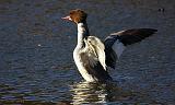 IMG_0809_bentn_dk