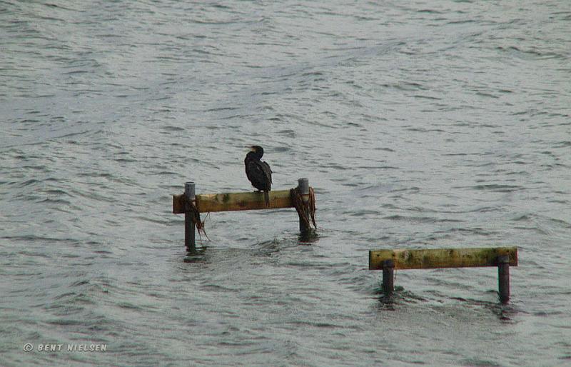 PB074679_bentn_dk.jpg - Øresund 07-11 2007 ( Taget oppe fra Strandvejen)