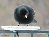 P1180968_bentn_dk
