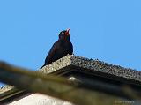 P1300968_bentn_dk