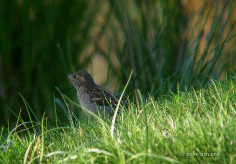 P5185519_bentn_dk.jpg - Jægersborg Dyrehave 18-05 2008