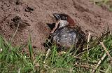 IMG_0808_bentn_dk