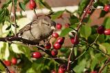 P1040557_bentn_dk