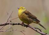 IMG_1345_bentn_dk