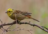 IMG_1366_bentn_dk