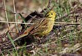 IMG_1523_bentn_dk