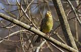 IMG_6747_bentn_dk