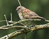 IMG_8958_bentn_dk
